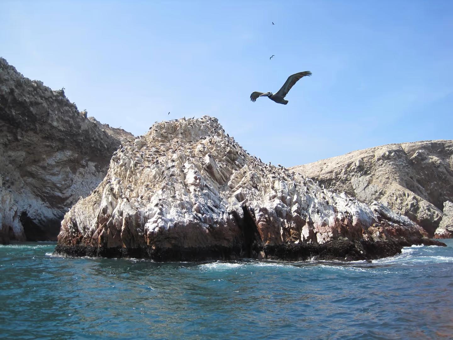 Private Paracas & Huacachina 2-Day Tour: Wildlife, Dunes & Vineyards Escape — photo 7