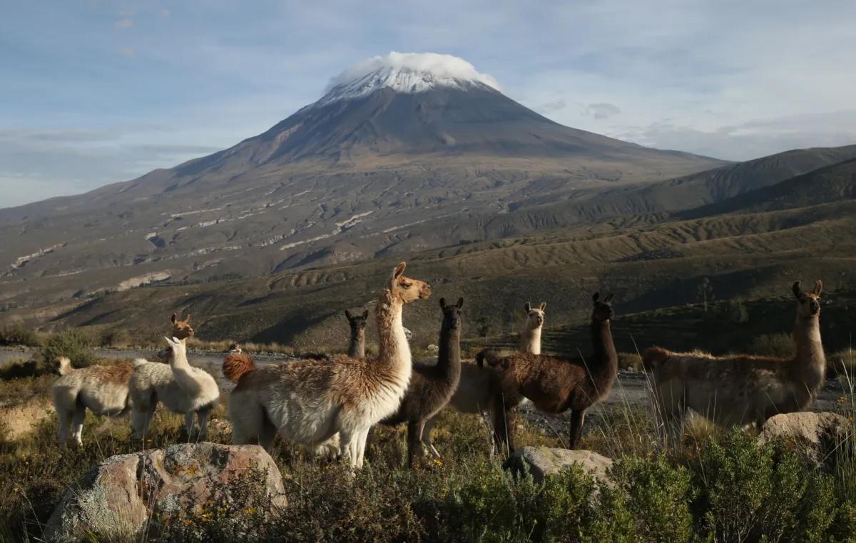 Private Salinas Salt Lagoon Tour: High Altitude Wildlife & Volcanoes — photo 5