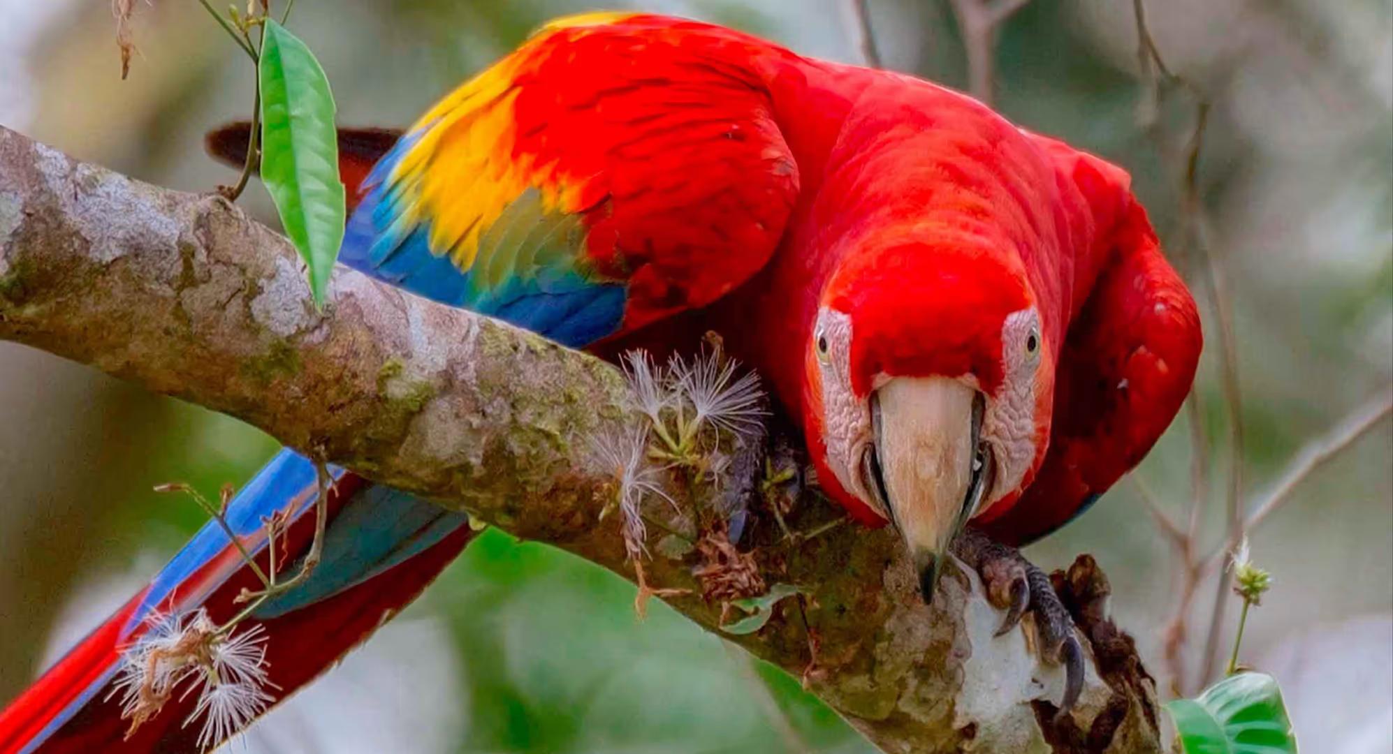 Tambopata Nature and Adventure – 3D/2N — photo 11