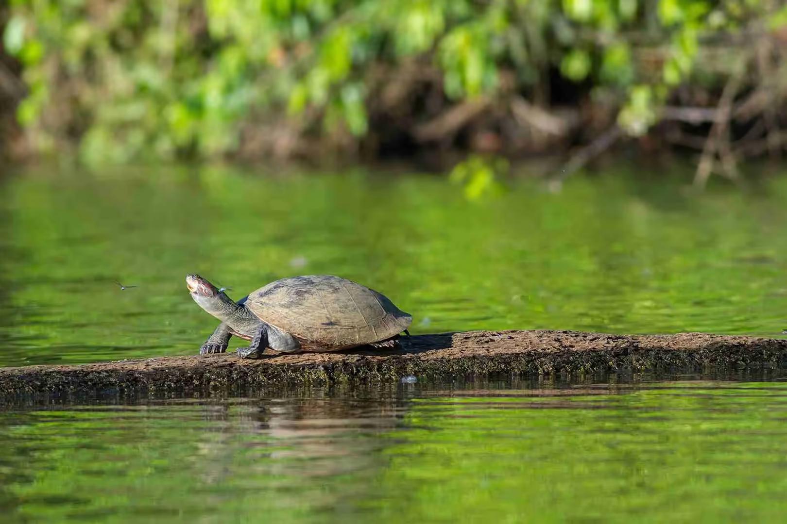 Tambopata Luxury Amazon Adventure – 4D/3N