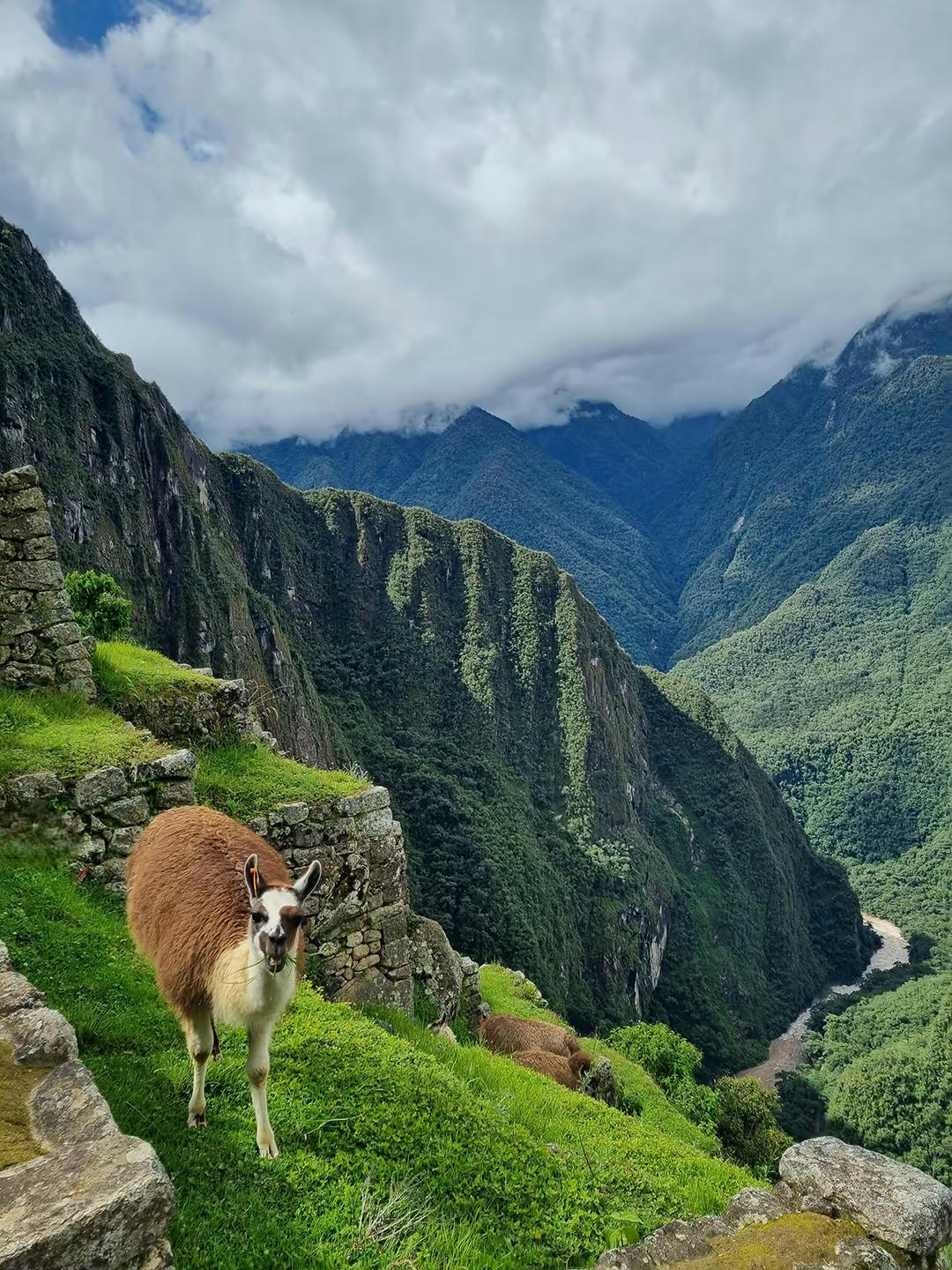 Machu Picchu Full Day — photo 16