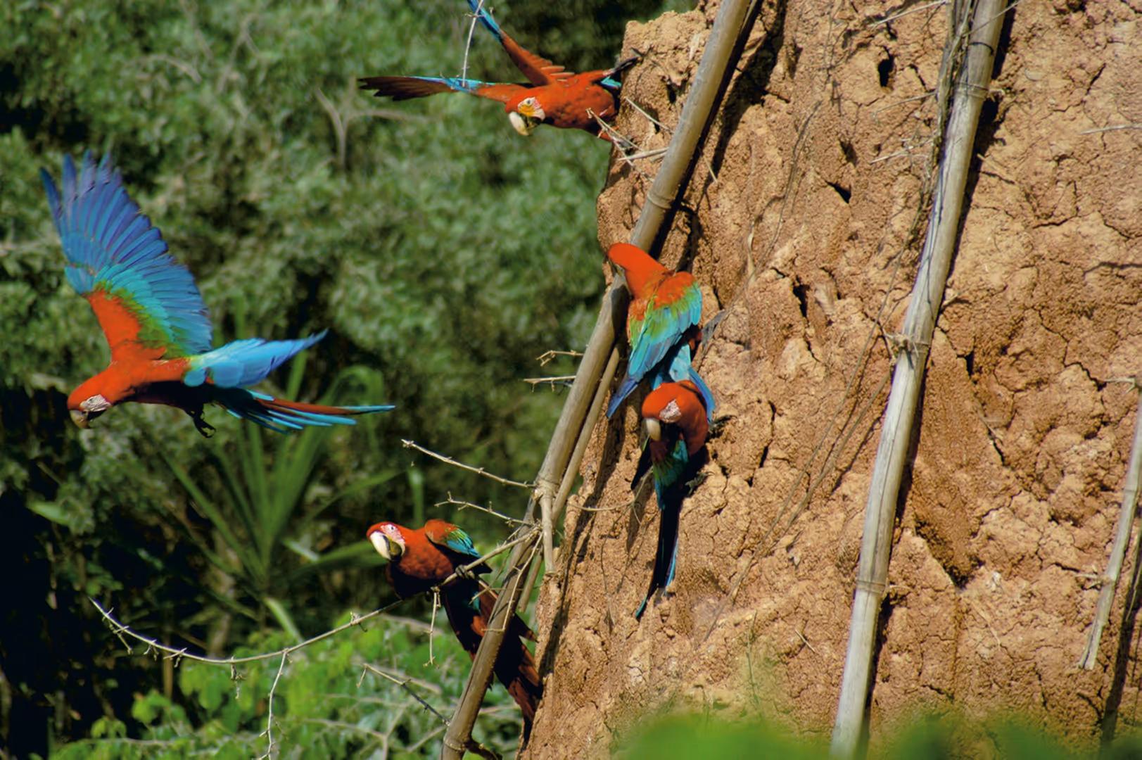 Tambopata Nature and Adventure – 3D/2N — photo 8