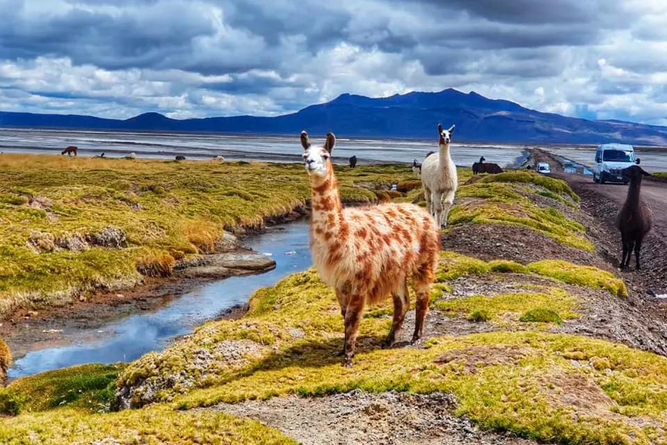 Private Salinas Salt Lagoon Tour: High Altitude Wildlife & Volcanoes — photo 2