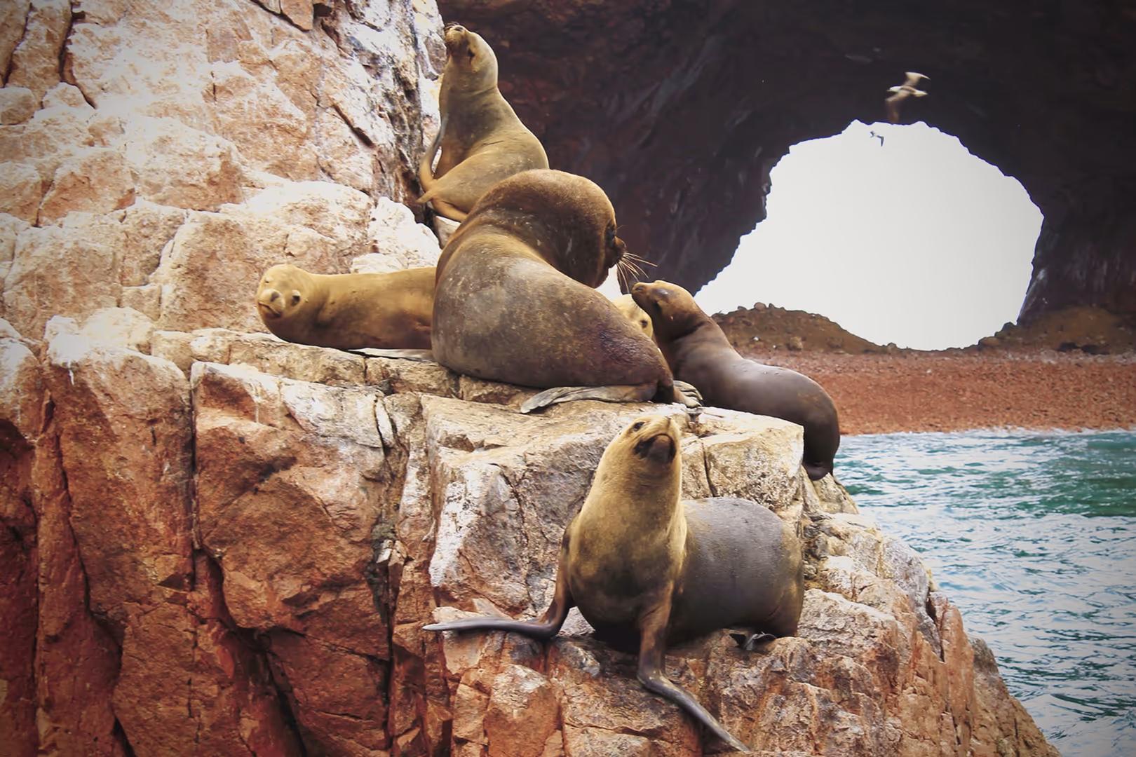 Private Paracas & Huacachina 2-Day Tour: Wildlife, Dunes & Vineyards Escape — photo 11