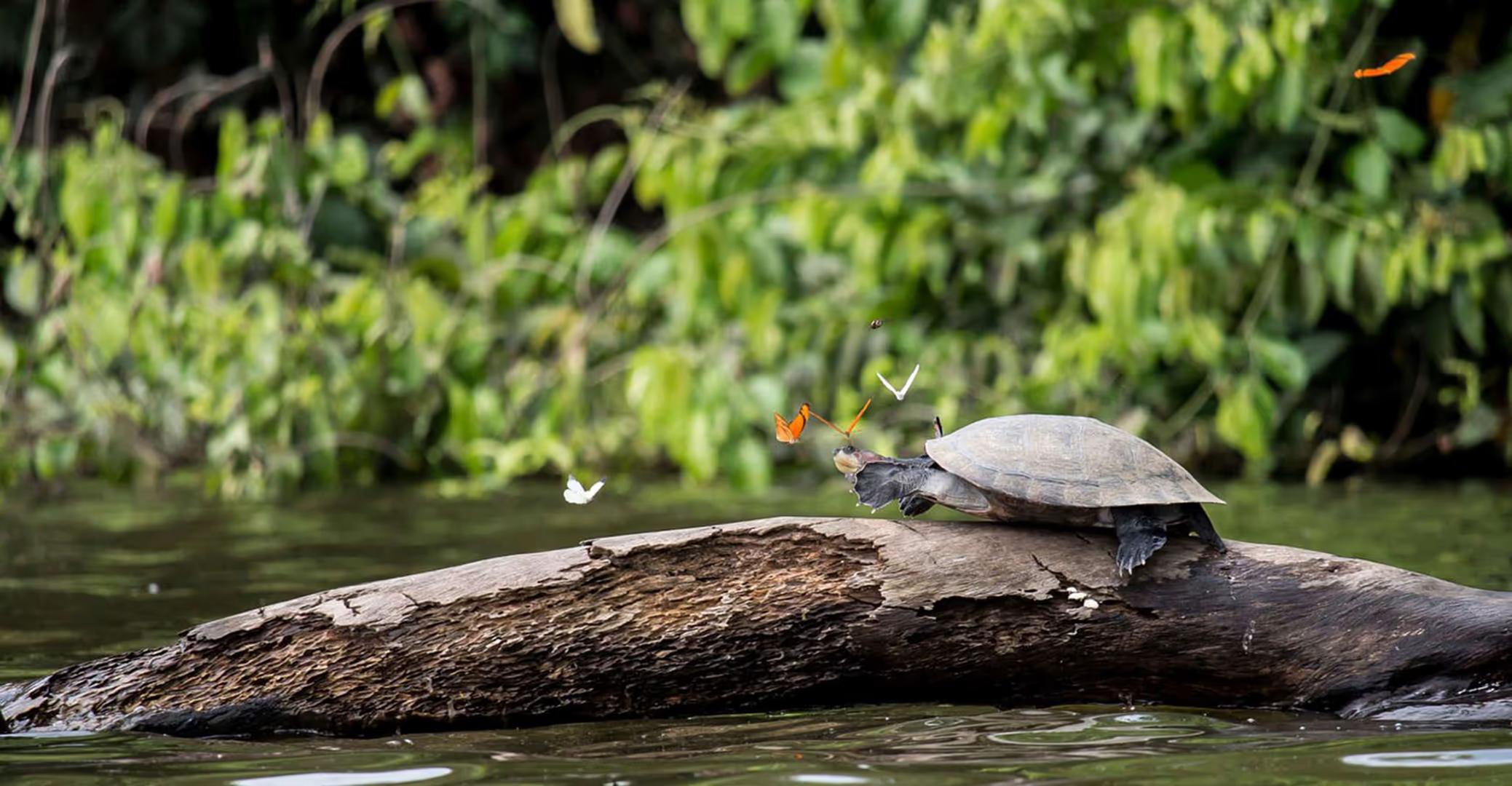 Tambopata Nature and Adventure – 3D/2N — photo 5