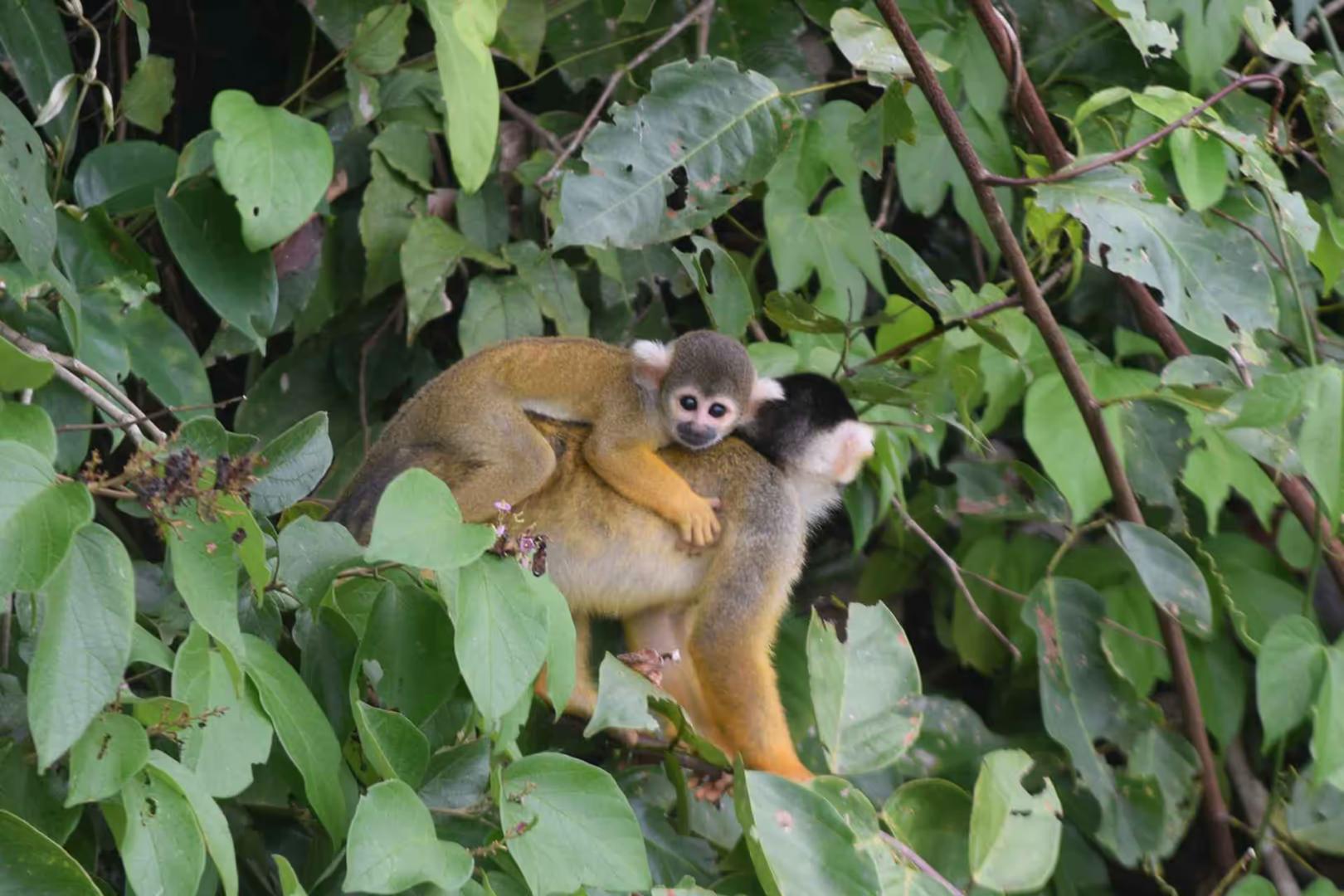 Tambopata Nature and Adventure – 3D/2N — photo 7