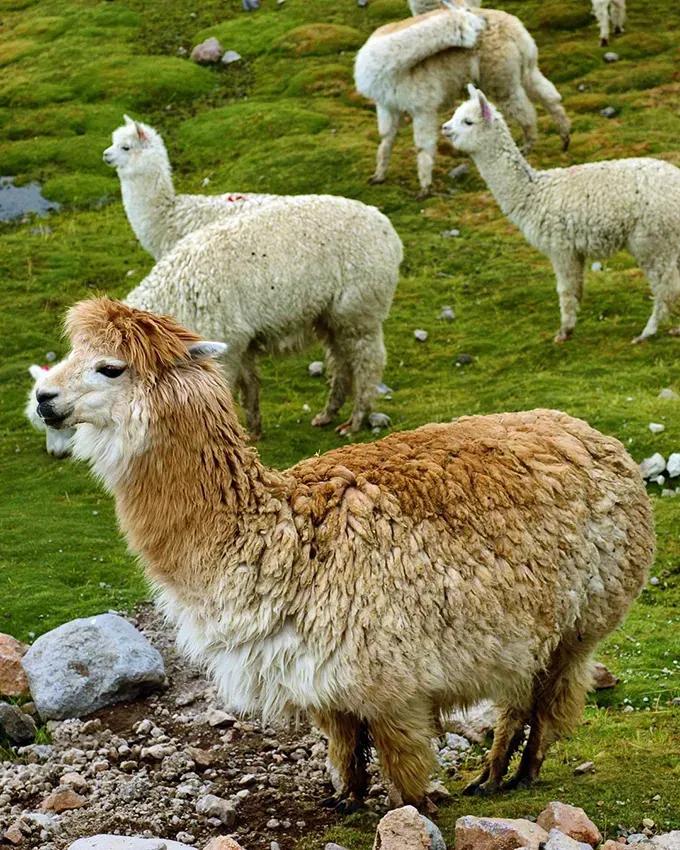 Private Colca Canyon Full Day Tour: Cruz del Condor & High Andes — photo 1