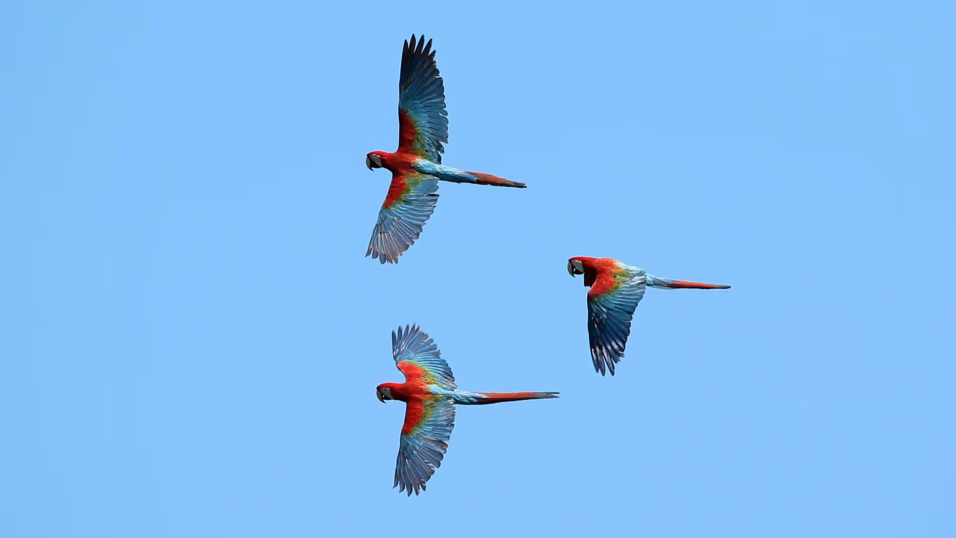 Tambopata Nature and Adventure – 3D/2N — photo 6