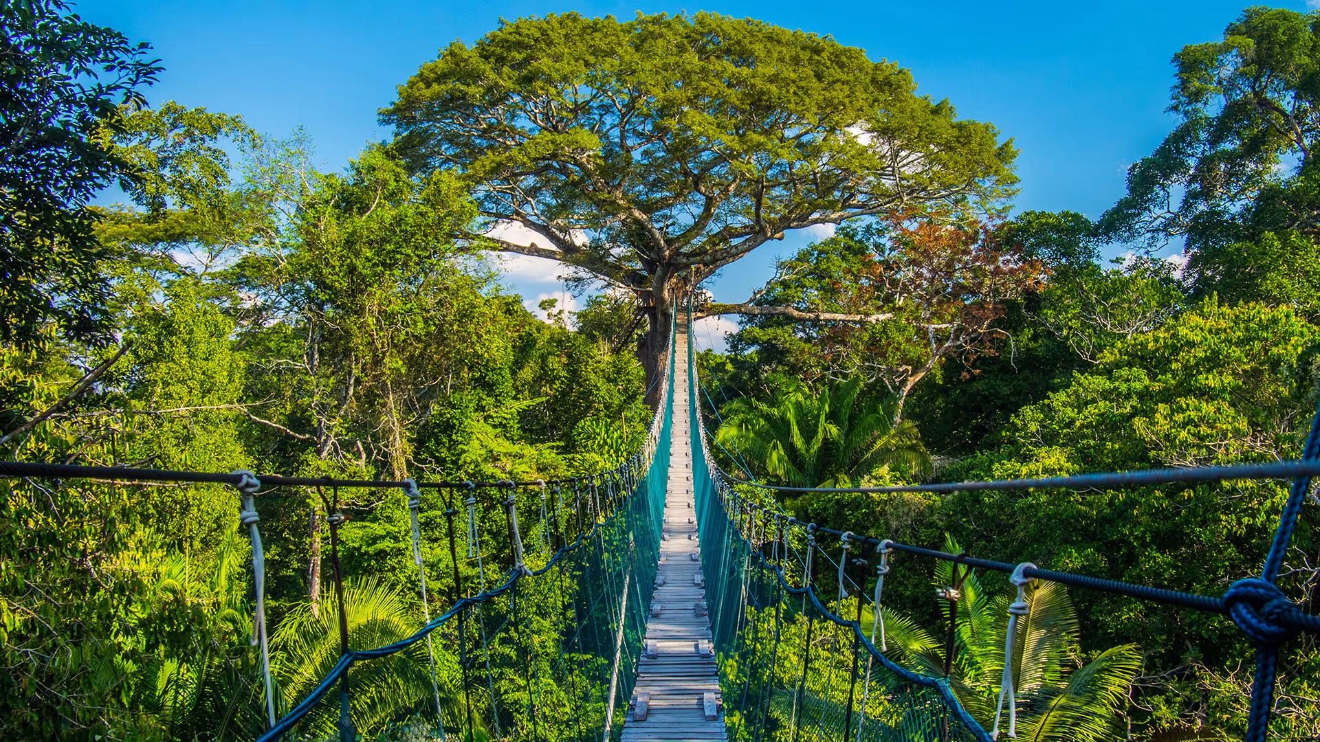 Tambopata Nature and Adventure – 3D/2N — photo 4