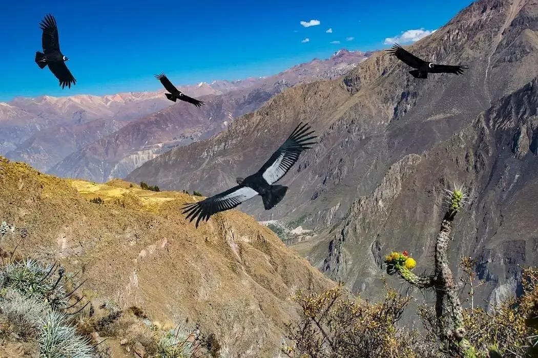 Private Colca Canyon Full Day Tour: Cruz del Condor & High Andes — photo 3