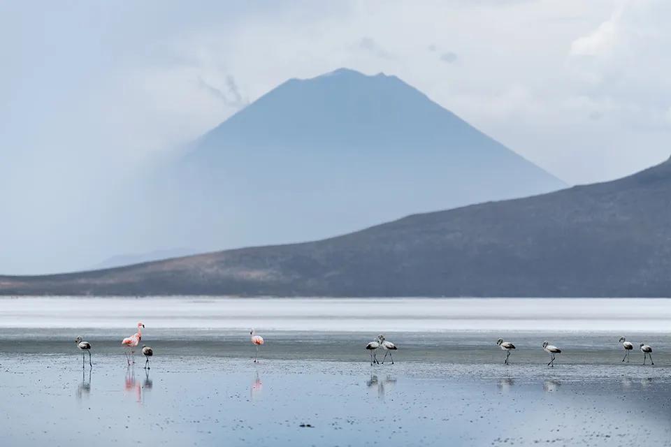 Private Salinas Salt Lagoon Tour: High Altitude Wildlife & Volcanoes — photo 1