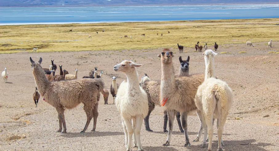 Private Salinas Salt Lagoon Tour: High Altitude Wildlife & Volcanoes — photo 4